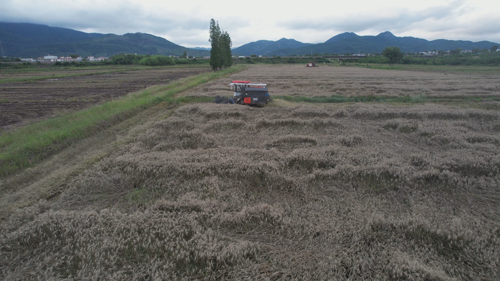 /uploads/image/2023/05/31/78df21c77a6318083a2dc8ebc3b10e47.jpg 小麦抢收.jpg