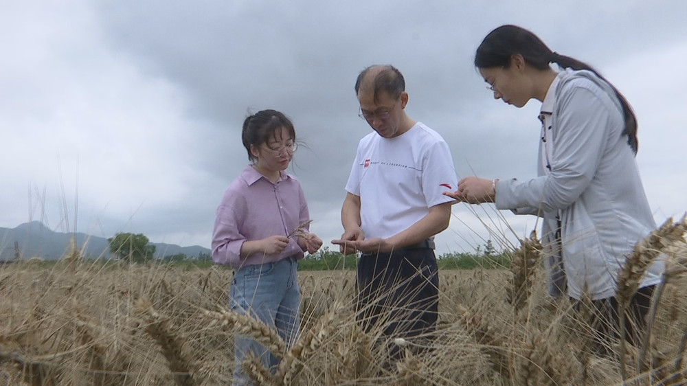 /uploads/image/2023/05/31/464970fd7b656ed3f6f894cceaa95ecf.jpg 小麦收购.jpg