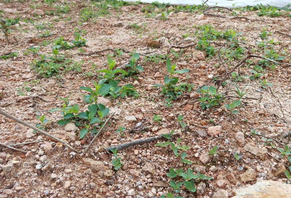 /uploads/image/2023/06/14/89c4e1583972e1369b2240423016880e.jpg 31.jpg