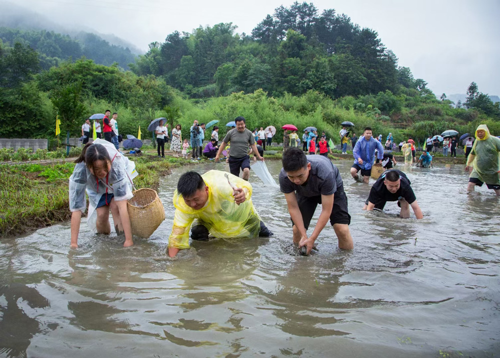 图为第七届插秧节浑水摸鱼现场.jpg