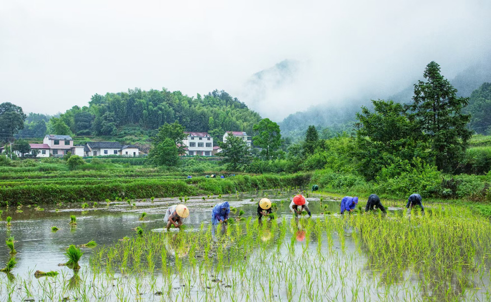 图为第七届插秧节 插秧比赛现场.jpg