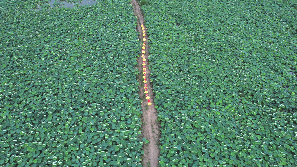 /uploads/image/2023/06/26/6365778e313f7494abedd2a1d9ff848e.jpg 荷花 (2).jpg