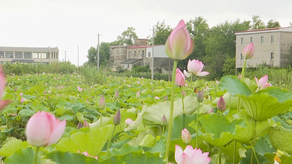 /uploads/image/2023/06/26/8296a3544a73b4a0f769e1bc35b12fdf.jpg 荷花.jpg