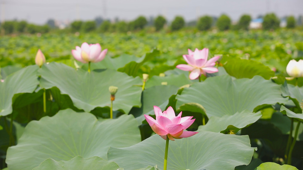 /uploads/image/2023/06/27/61c42d72c064be452557b66005156c51.jpg 图为荷塘里盛开的红荷花1.jpg