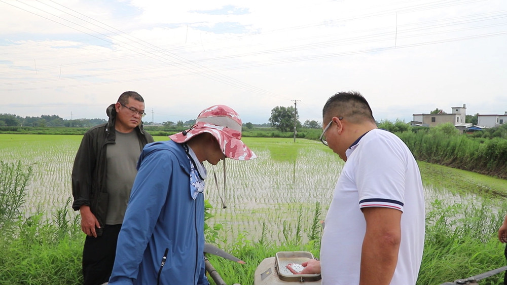 农技人员查看无人机施肥情况.jpg