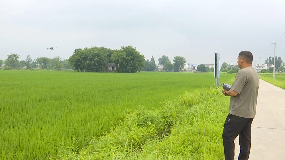 无人机施药.jpg