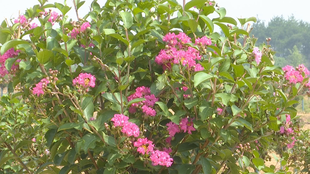 /uploads/image/2023/08/28/98d3139e807368a08838905c25077cf0.jpg 紫薇.jpg