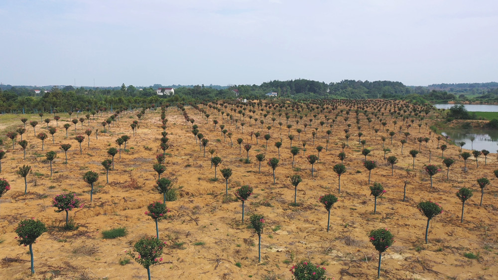 /uploads/image/2023/08/28/f8d051595a0fed2186b41f8769bc3657.jpg 紫薇 (3).jpg