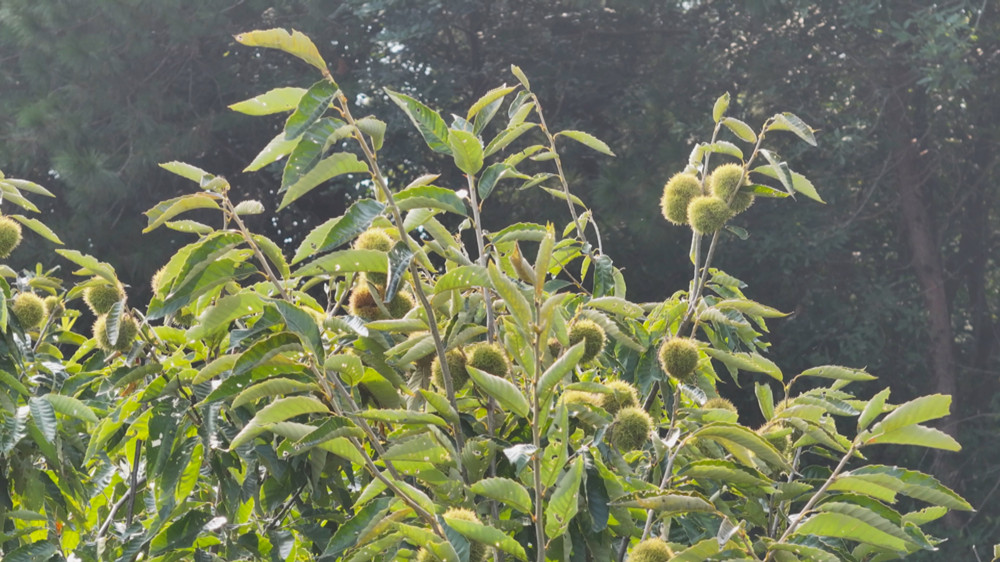 白露节气，正是板栗上市时。图为龙眠街道凤形村的一处板栗树上挂满板栗.jpg