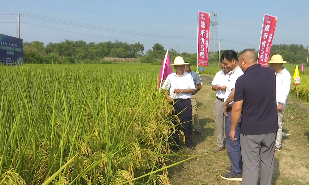 /uploads/image/2023/09/11/c6a37d15f2a0376ab0c0286afcb03d8f.jpg 水稻 (1).jpg