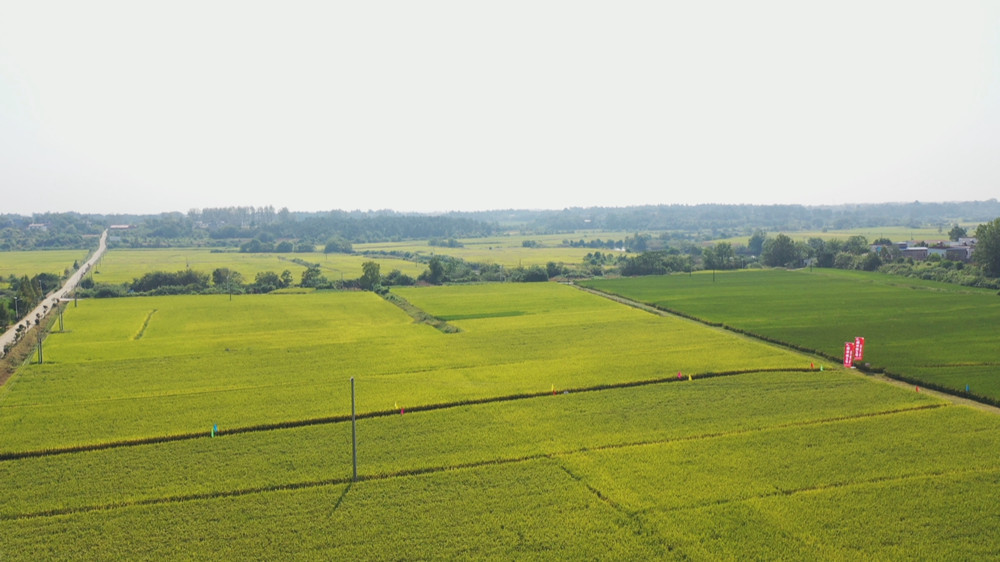 /uploads/image/2023/09/11/454f369089597b6a8880cd3ec5850de9.jpg 水稻 (2).jpg