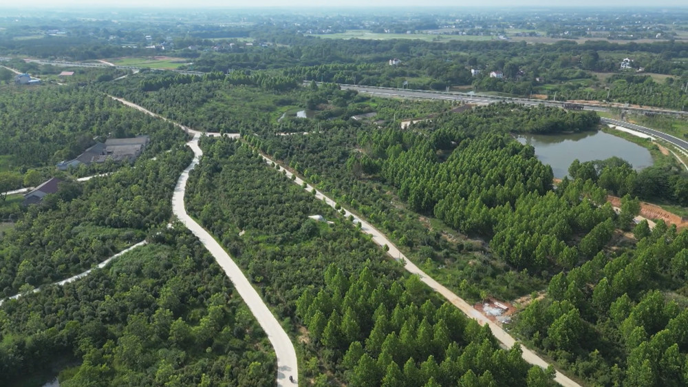 /uploads/image/2023/10/23/30d15f1013a6a628f7d1b634003ff8e3.jpg 图为航拍下的新渡镇薄壳山核桃基地.jpg