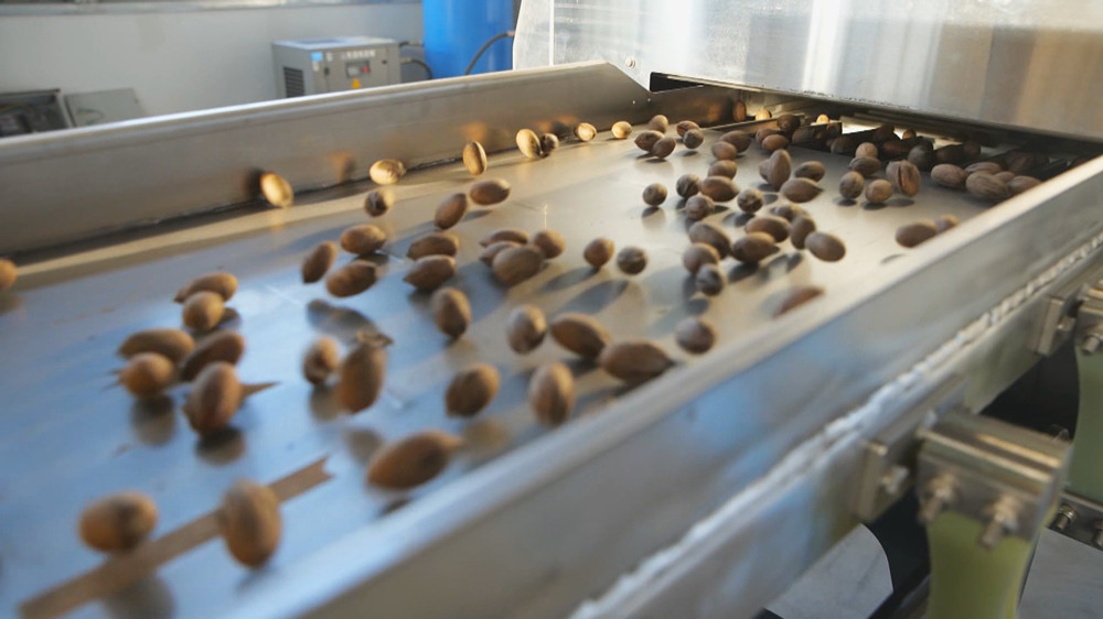 /uploads/image/2023/10/23/c5ab13b8211c18e84ab20ea03662e7ba.jpg 图为薄壳山核桃加工生产线.jpg