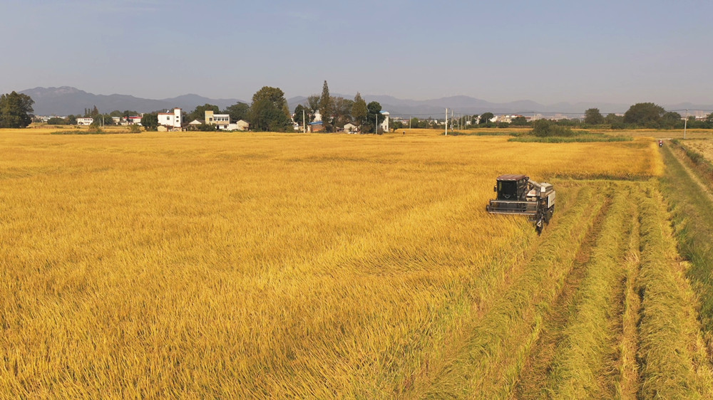 /uploads/image/2023/10/25/c064025280ae148bda19eb4c3d989d24.jpg 水稻 (1).jpg