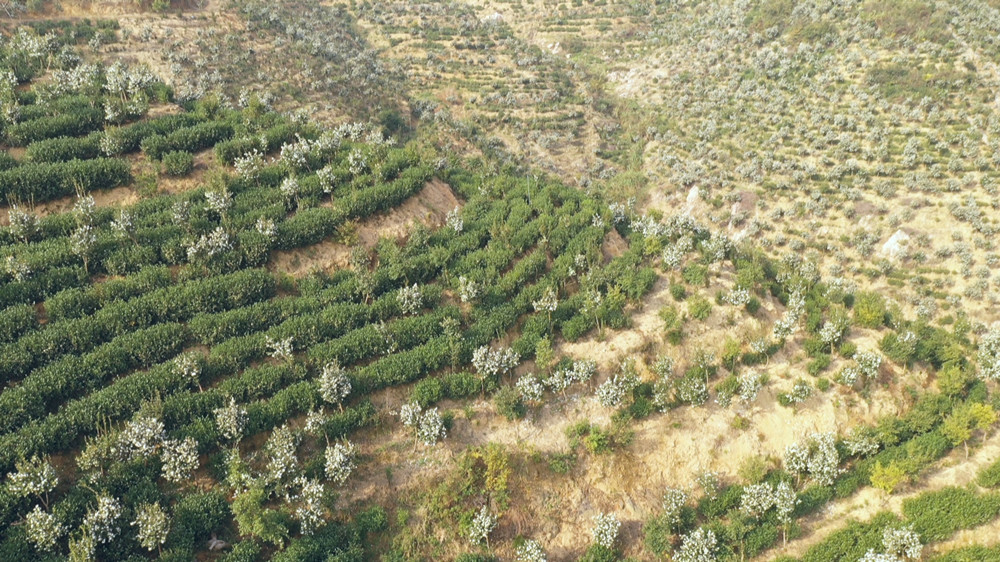 /uploads/image/2023/10/31/1f15c214a73fa59dc296ffb0f4809262.jpg 油茶.jpg