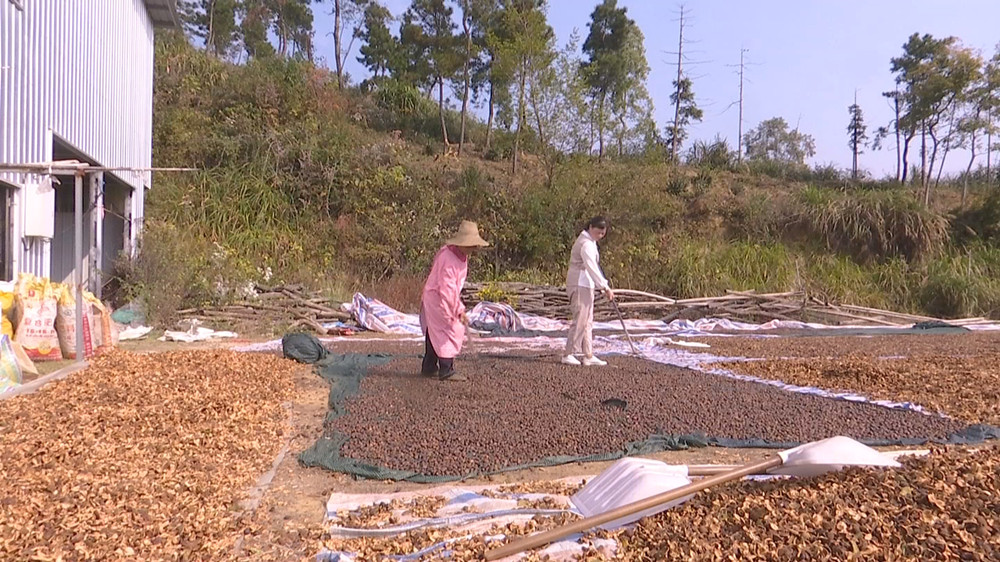 /uploads/image/2023/10/31/90625d95bbc84dc3fe7e29838110024c.jpg 油茶 (2).jpg