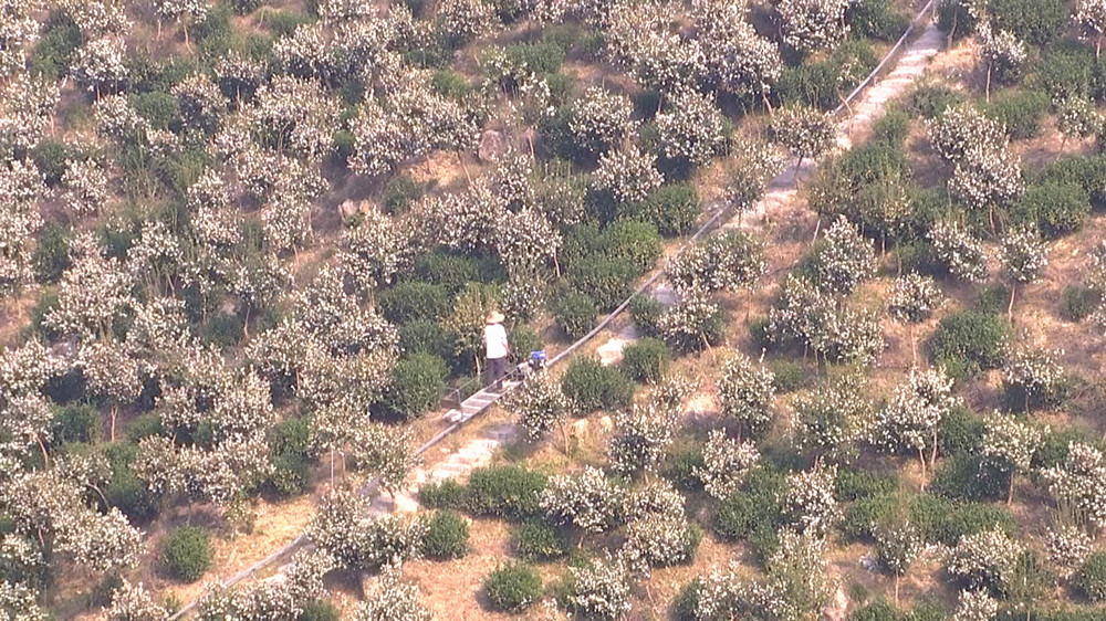 /uploads/image/2023/10/31/45a663cd41bac9251b53d0ed29f3a62d.jpg 油茶 (1).jpg