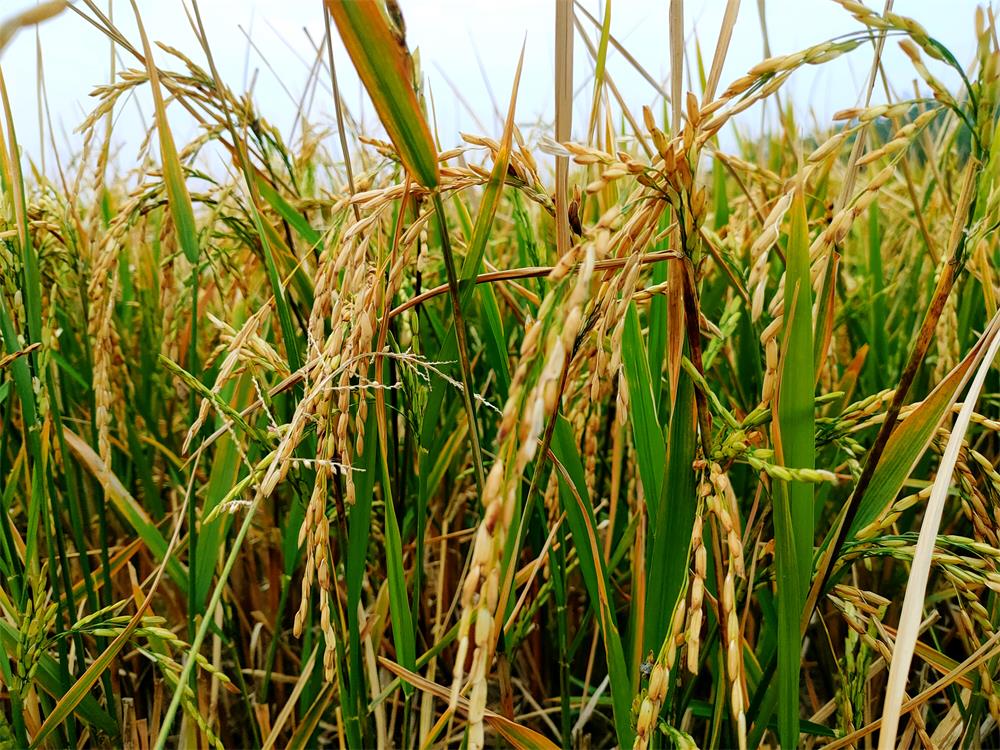 /uploads/image/2023/11/02/d505eddb4b653c07c898fdad2c4dd88e.jpg 1.jpg