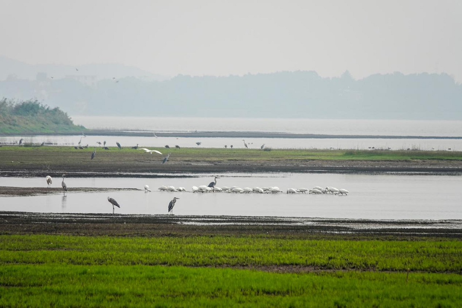 /uploads/image/2023/11/09/ed8267c2a9633ee63dc8df7b64b6fb3d.png 图为许咀湿地。.png