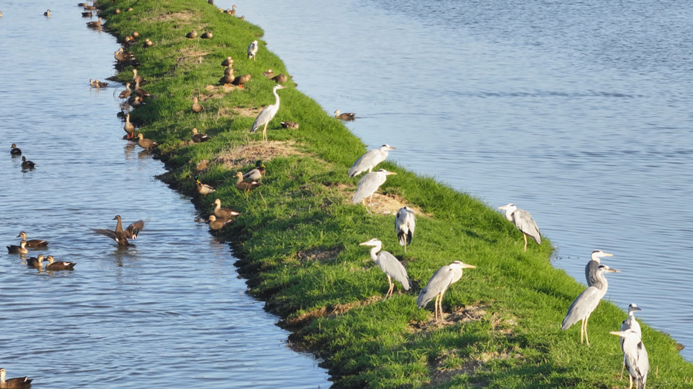 /uploads/image/2023/11/15/591e1796b5dbdbc1381a24276c85d563.jpg 图为许咀湿地里栖息嬉戏的候鸟1.jpg