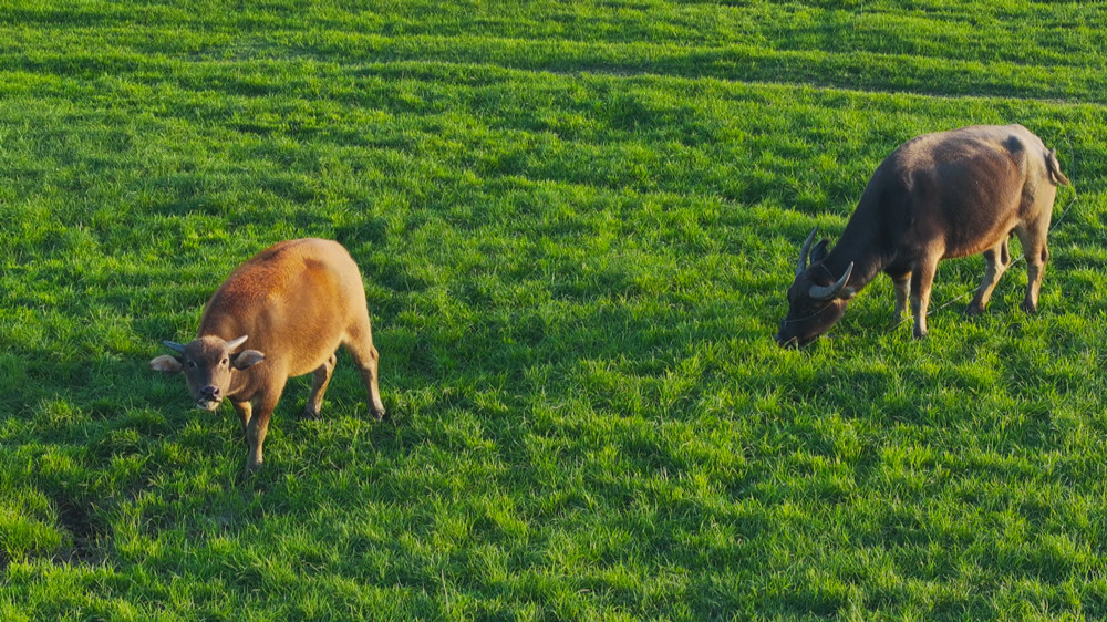 /uploads/image/2023/11/15/9e8cd03d591cae1a8ff70a0f5bf2aa0d.jpg 图为许咀湿地里正在悠闲吃草的牛儿.jpg