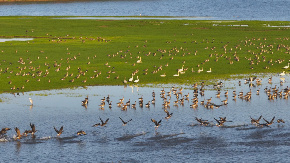 /uploads/image/2023/11/15/9543d666707bc5ac3656d791385eb76b.jpg 图为许咀湿地里栖息嬉戏的候鸟4 (1).jpg