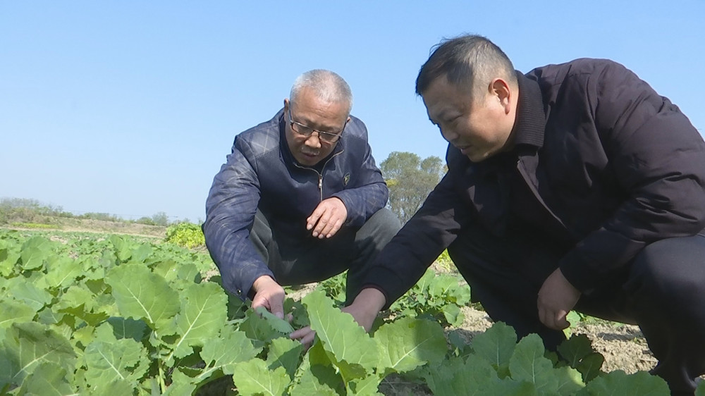 /uploads/image/2023/11/28/852f55d4ea7b4ea44aa9981fd3c0903d.jpg 油菜.jpg