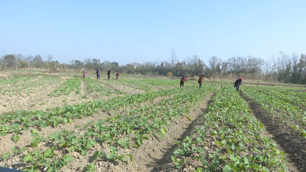 /uploads/image/2023/11/28/cddd318b1887e229ba18e6a744207712.jpg 油菜 (1).jpg