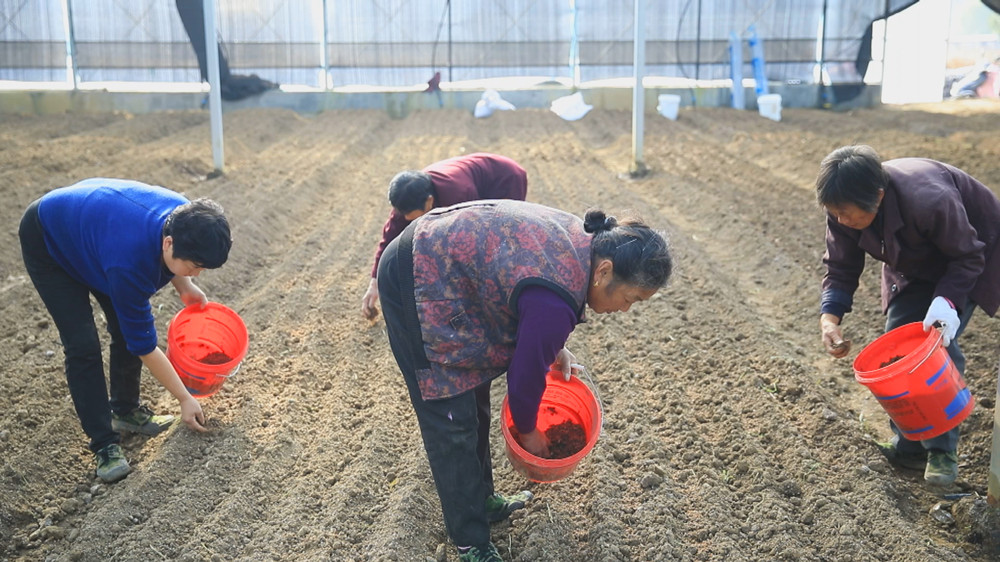 /uploads/image/2023/11/29/42b0cc69da48707564e578b2f06e8d10.jpg 图为村民们正在大棚内种植羊肚菌1.jpg