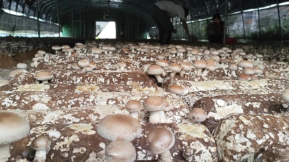 /uploads/image/2023/12/11/f27b39e822762e21bb3ccd41375598c0.jpg 24.jpg