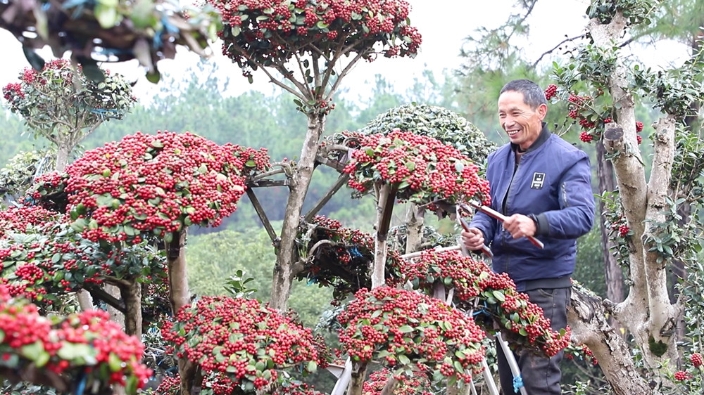 【我们的绿水青山】安徽桐城：苗木种植 乡[00_03_00][20231212-163534].jpg