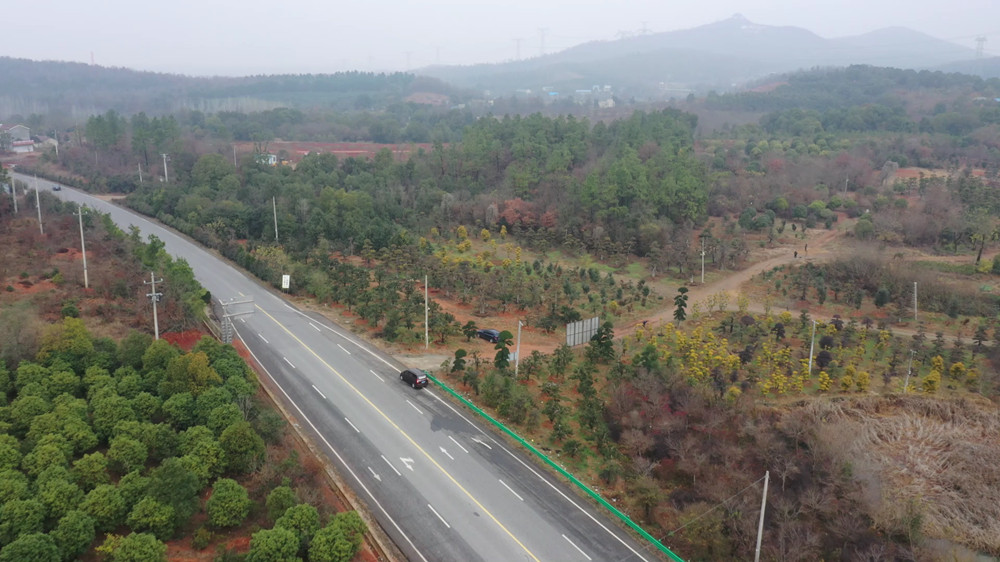 【我们的绿水青山】安徽桐城：苗木种植 乡[00_00_10][20231212-163446].jpg