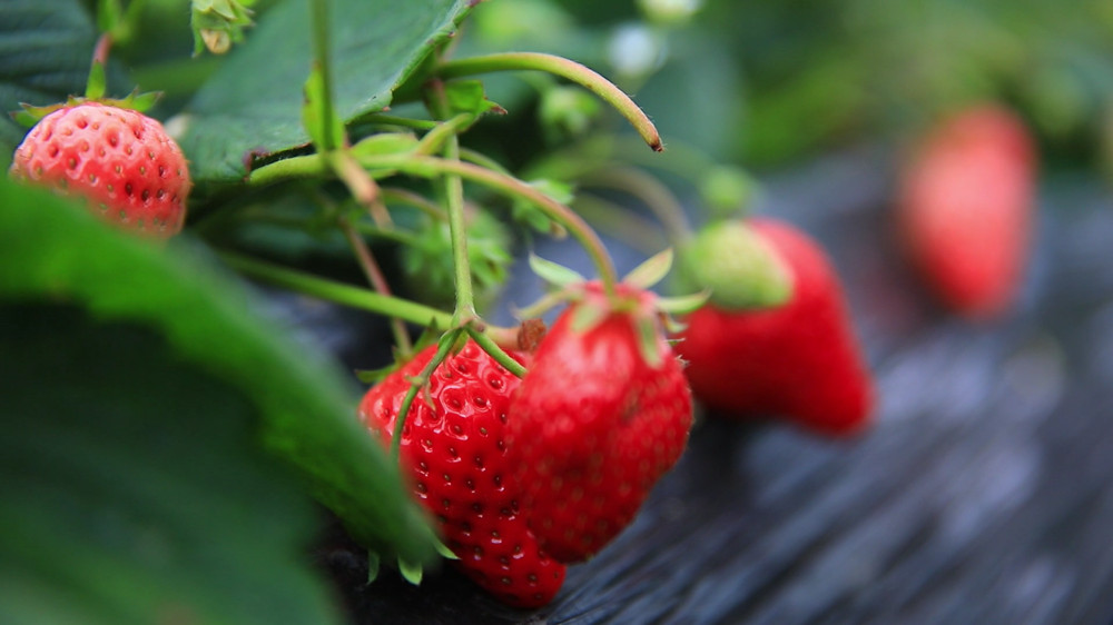 安徽桐城：炭加热 灯增温 草莓大棚多管齐[00_04_19][20240223-143706].jpg