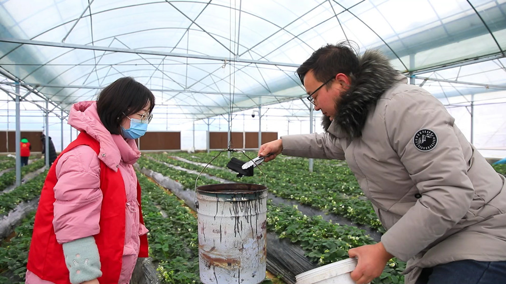 安徽桐城：炭加热 灯增温 草莓大棚多管齐[00_03_03][20240223-143604].jpg