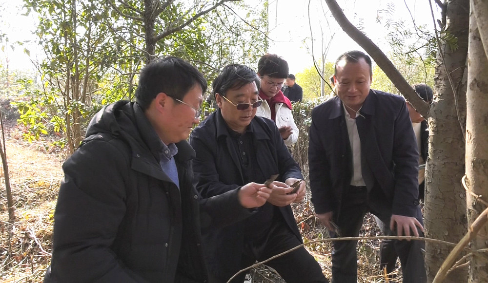 /uploads/image/2024/03/04/7a9c2e60241651712650403864f4535f.jpg 1图为李泽庚(中)查看红豆杉长势_副本.jpg