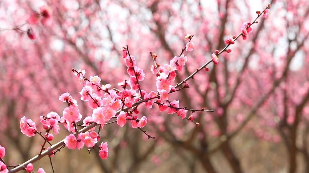 安徽桐城：梅花盛开俏枝头 芬芳美景醉游人[00_05_20][20240308-152433].jpg