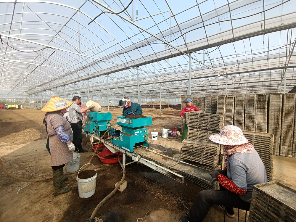 图为育秧现场_副本.jpg