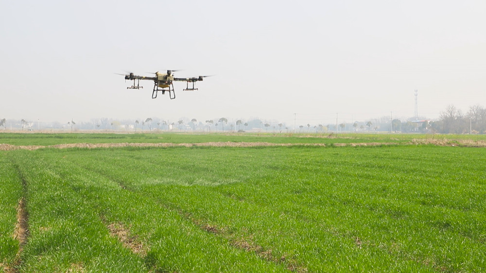 图为麦田里正在飞防作业的植保无人机2_副本.jpg
