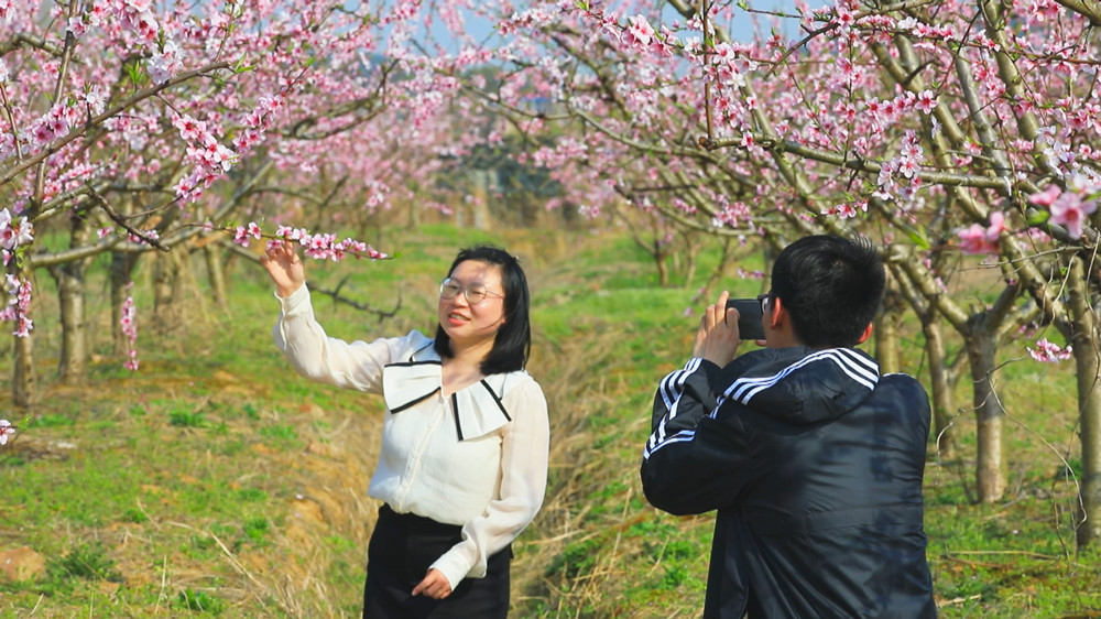 /uploads/image/2024/03/25/eeb2cc78e07f5382d0d91acf573d8761.jpg 图为游人在桃园中赏花拍照 踏春游玩1.jpg