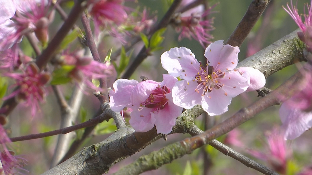 /uploads/image/2024/03/26/01364f3a656e3b9a9a88ab0c32c69a4d.jpg 油菜(1).jpg