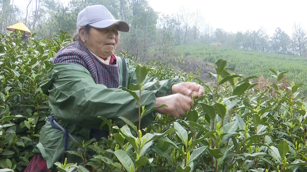 /uploads/image/2024/03/29/8107e4c5efff3d43afefe45a6f20872d.jpg 油菜(1).jpg