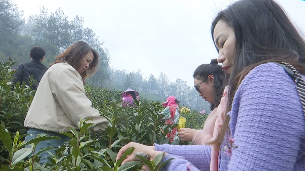 /uploads/image/2024/03/29/1a40d49972bb07c81dba444386765dc4.jpg 油菜.jpg