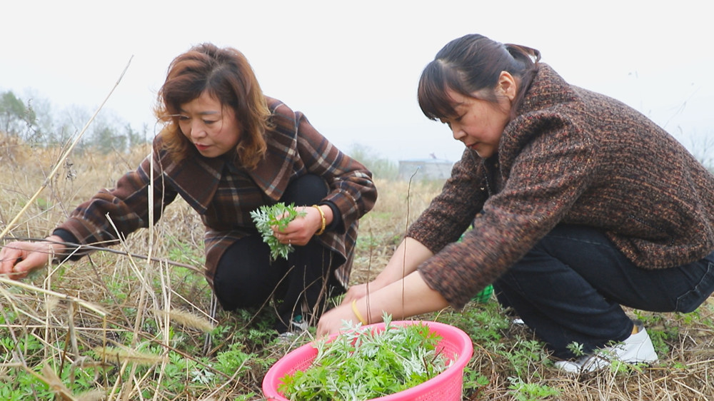 /uploads/image/2024/04/07/90a0cc759fde4f776bac5d7b41014924.jpg 图为叶玉兰正和同伴在采摘蒿子.jpg