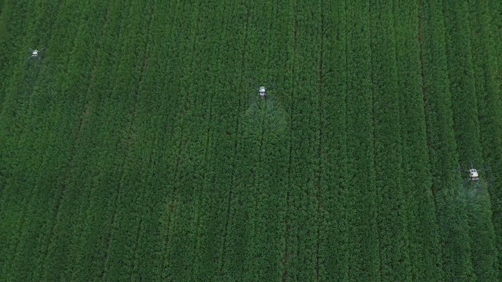 安徽桐城：抢抓关键“窗口期” 做好小麦赤[00_01_50][20240408-095934].jpg