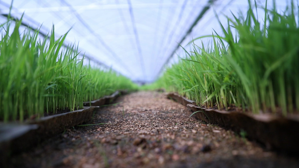 安徽桐城：推广水稻工厂化育秧 科技助力备[00_03_04][20240411-104858].jpg