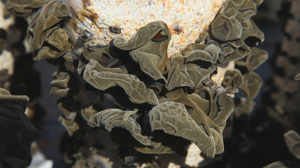 /uploads/image/2024/04/19/fa610210fa7725dbcb431846c43d445c.jpg 图为菌棒上长满了色如墨玉的木耳1.jpg