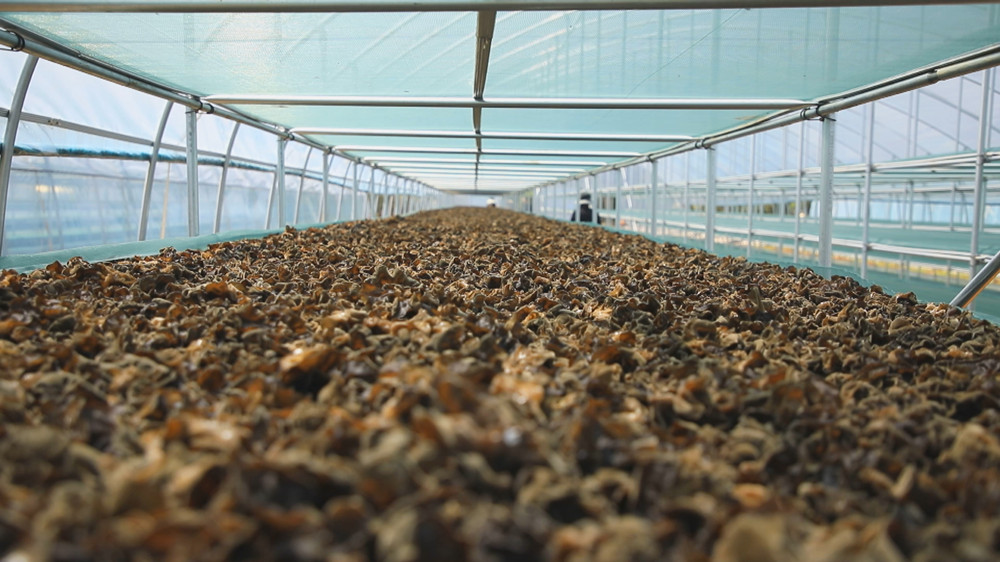 /uploads/image/2024/04/19/484eb7a754d110ea138ee801634040f2.jpg 图为采摘下来的木耳正在大棚晒干.jpg