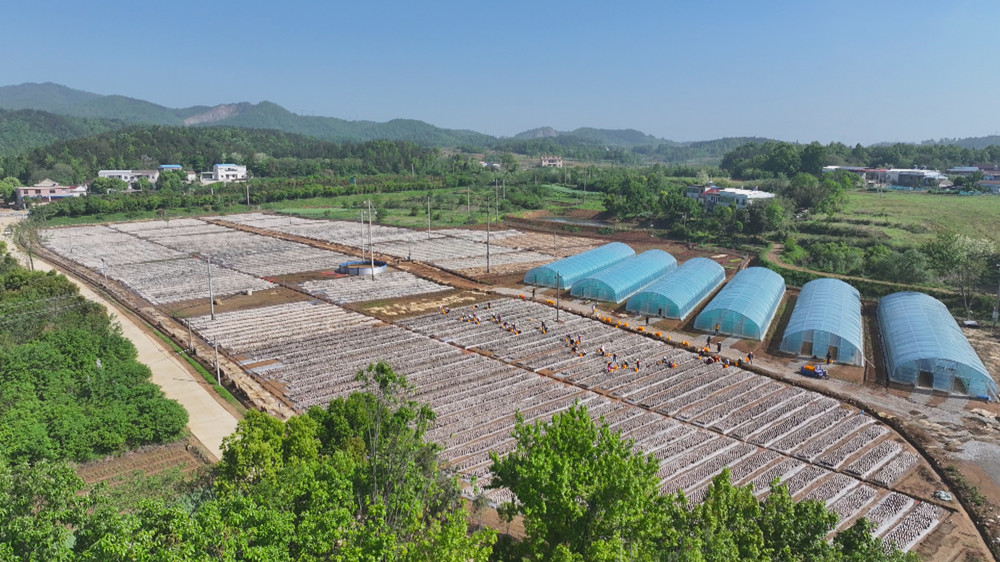 /uploads/image/2024/04/19/b18e2d47c911d7aa23cf7953b80d4bfc.jpg 图为位于吕亭镇双龙村的黑木耳种植基地1.jpg