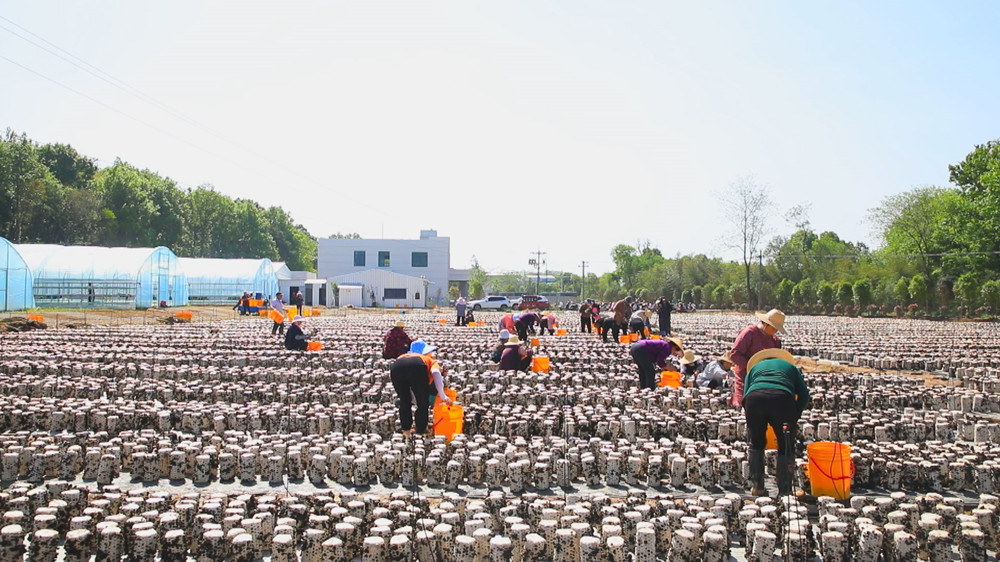 /uploads/image/2024/04/19/cc98cbdc6d42e4d880e78ff3701f7a7a.jpg 图为村民们正在基地里采摘黑木耳2.jpg