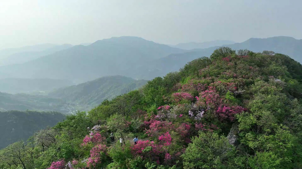 【春游江淮】桐城市唐湾镇：泛螺杜鹃开 最[00_04_20][20240426-123816].jpg